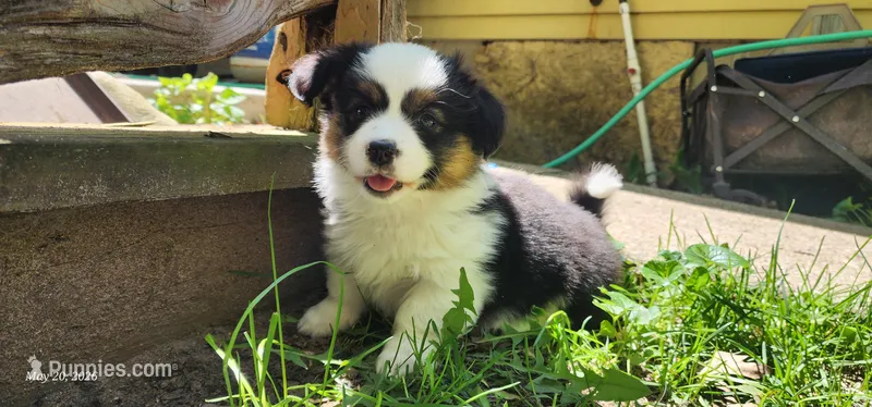 AKC River  – Pembroke Welsh Corgi puppy for sale in Harrison, MI