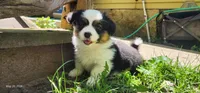 AKC River , a female Pembroke Welsh Corgi for sale in Harrison, MI – 1 of 2