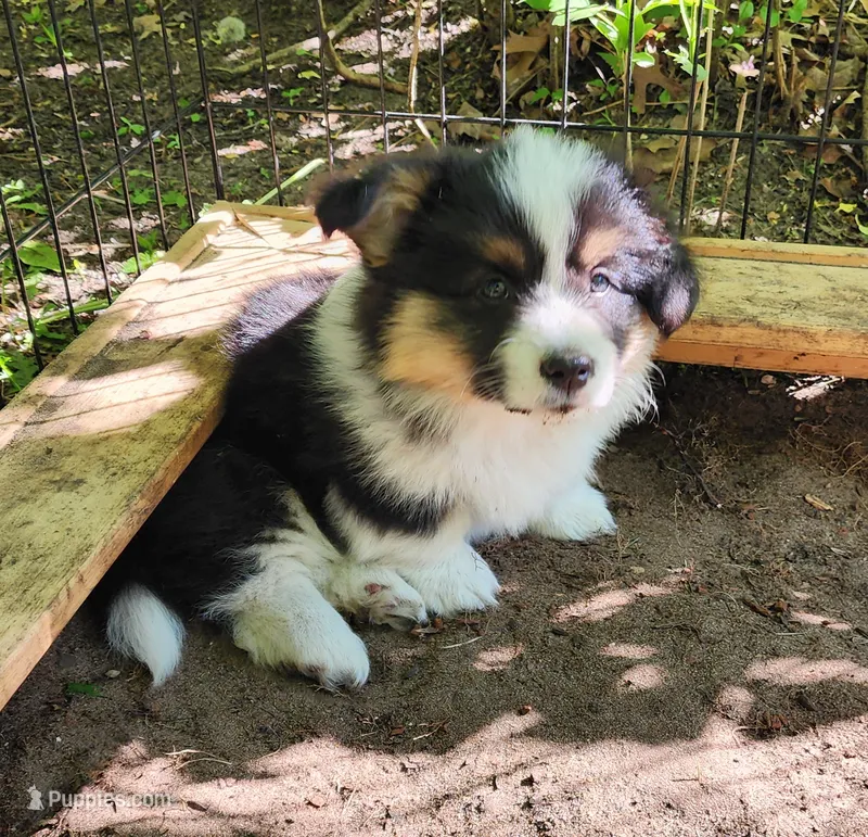 AKC Milo  – Pembroke Welsh Corgi puppy for sale in Harrison, MI