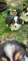 AKC Rain READY NOW , a female Pembroke Welsh Corgi for sale in Harrison, MI – 2 of 3