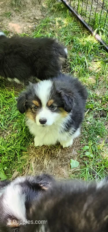 AKC Rain READY NOW  – Pembroke Welsh Corgi puppy for sale in Harrison, MI