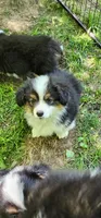 AKC Rain READY NOW , a female Pembroke Welsh Corgi for sale in Harrison, MI – 1 of 3