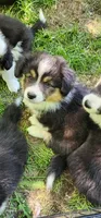 AKC Mac READY NOW, a male Pembroke Welsh Corgi for sale in Harrison, MI – 2 of 5