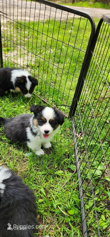 AKC River  – Pembroke Welsh Corgi puppy for sale in Harrison, MI