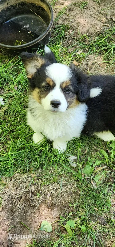 AKC River READY NOW – Pembroke Welsh Corgi puppy for sale in Harrison, MI