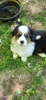 AKC River READY NOW, a female Pembroke Welsh Corgi for sale in Harrison, MI – 1 of 2