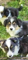 AKC Mac READY NOW, a male Pembroke Welsh Corgi for sale in Harrison, MI – 3 of 5