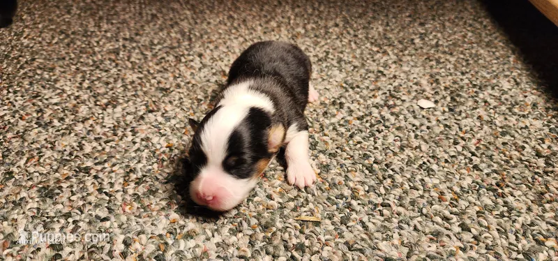 AKC Rain , a female Pembroke Welsh Corgi for sale in Harrison, MI – Photo 1 of 4