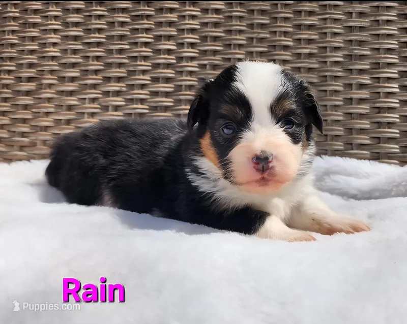 AKC Rain  – Pembroke Welsh Corgi puppy for sale in Harrison, MI