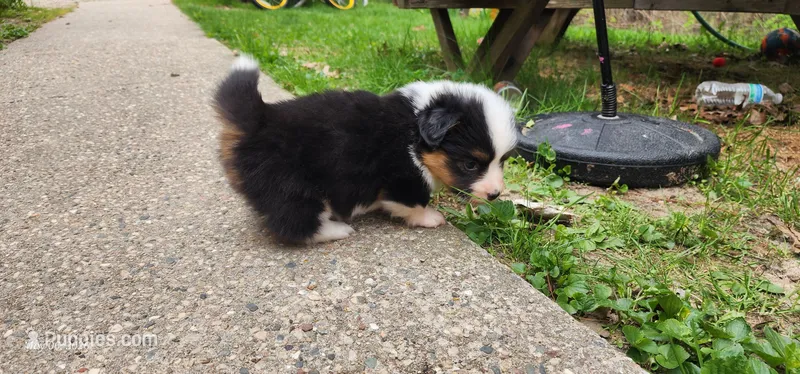 AKC Rain  – Pembroke Welsh Corgi puppy for sale in Harrison, MI