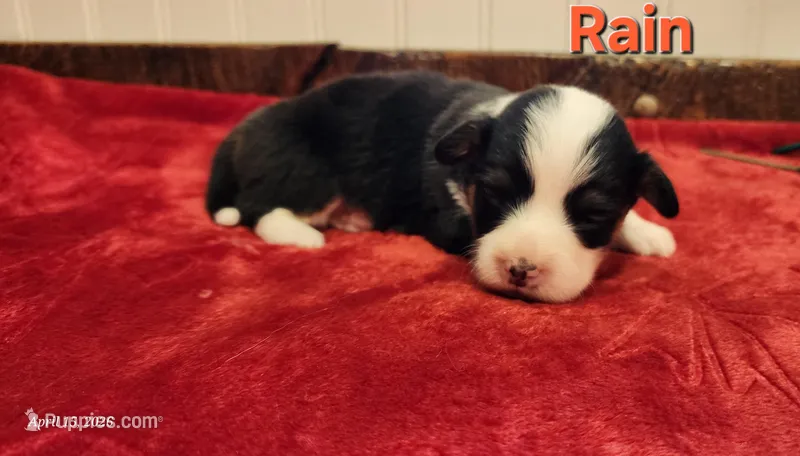 AKC Rain  – Pembroke Welsh Corgi puppy for sale in Harrison, MI