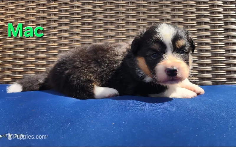 AKC Mac – Pembroke Welsh Corgi puppy for sale in Harrison, MI