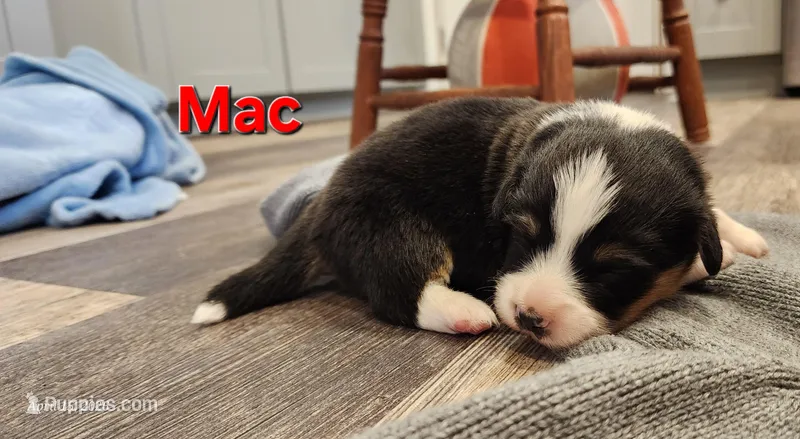 AKC Mac – Pembroke Welsh Corgi puppy for sale in Harrison, MI
