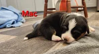 AKC Mac, a male Pembroke Welsh Corgi for sale in Harrison, MI – Photo 1 of 4