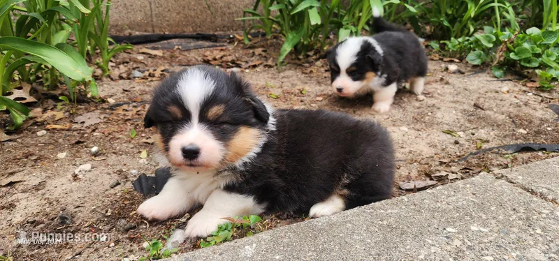 AKC Mac – Pembroke Welsh Corgi puppy for sale in Harrison, MI