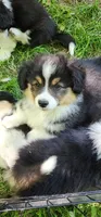 AKC Mac READY NOW, a male Pembroke Welsh Corgi for sale in Harrison, MI – 5 of 5