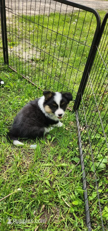 AKC Milo  – Pembroke Welsh Corgi puppy for sale in Harrison, MI