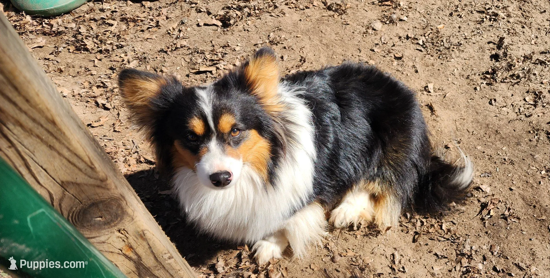 AKC Rain , a female Pembroke Welsh Corgi for sale in Harrison, MI – Photo 4 of 4