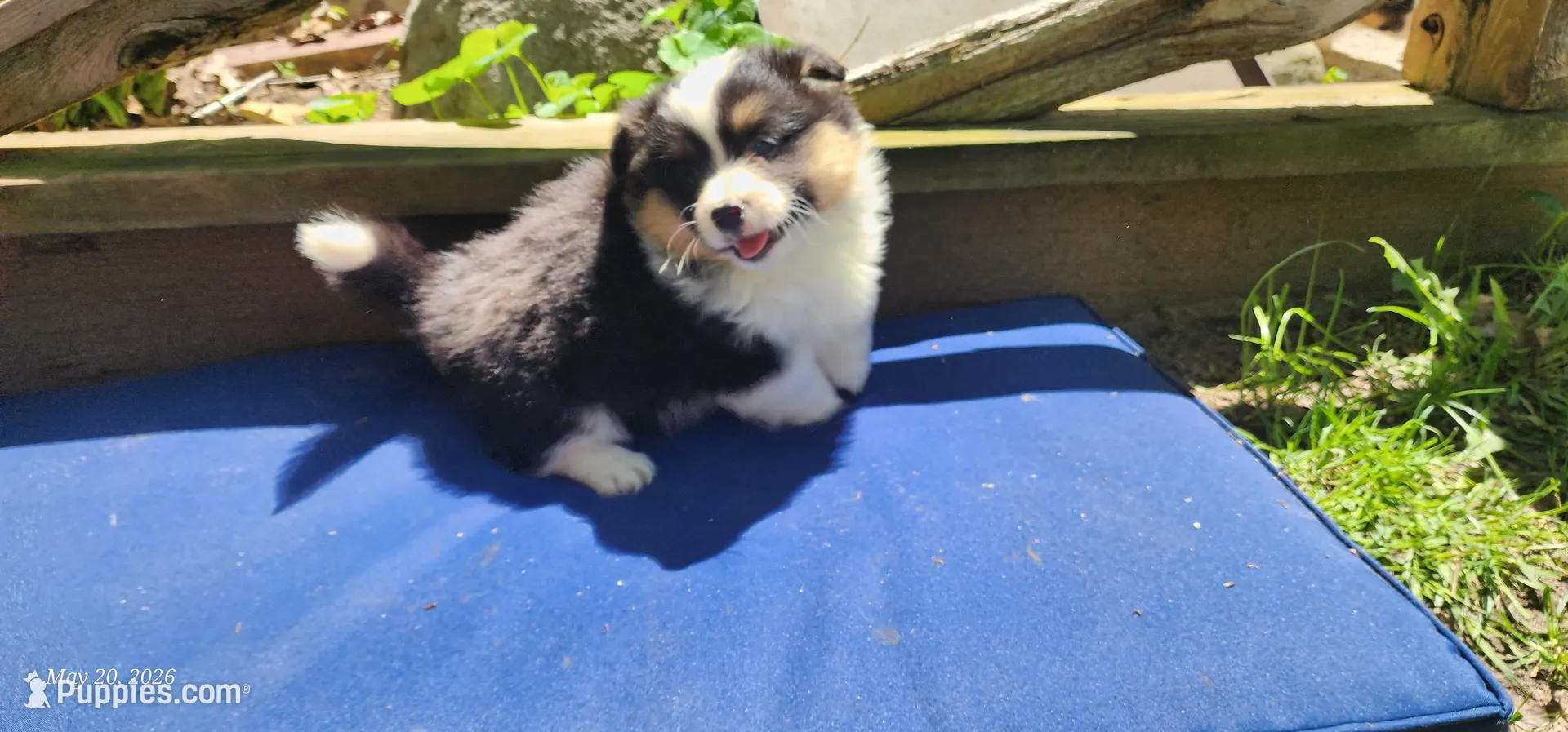 AKC Rain , a female Pembroke Welsh Corgi for sale in Harrison, MI – 3 of 3