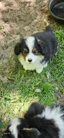 AKC Rain READY NOW , a female Pembroke Welsh Corgi for sale in Harrison, MI – 3 of 3