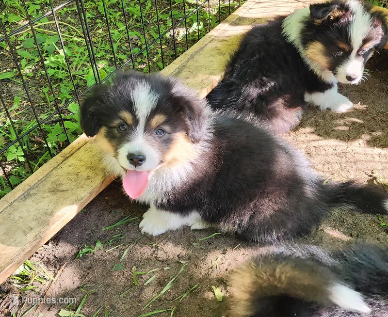 AKC Mac – Pembroke Welsh Corgi puppy for sale in Harrison, MI