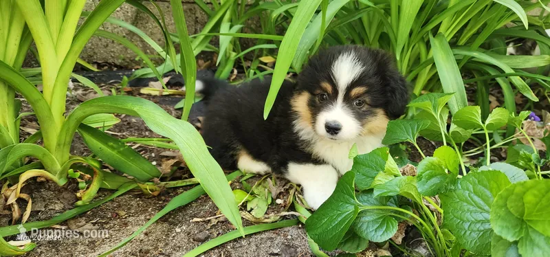 AKC Mac – Pembroke Welsh Corgi puppy for sale in Harrison, MI