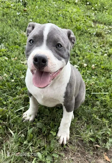 Doobie – American Bully puppy for sale in Columbiana, OH