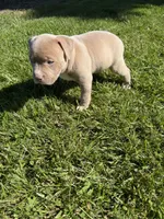 Kush, a male American Bully for sale in Columbiana, OH – 5 of 7
