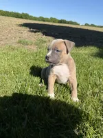 Mary Jane, a female American Bully for sale in Columbiana, OH – 3 of 7