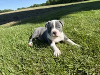 Doobie, a male American Bully for sale in Columbiana, OH – 3 of 7