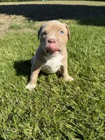 Kush, a male American Bully for sale in Columbiana, OH – 3 of 7