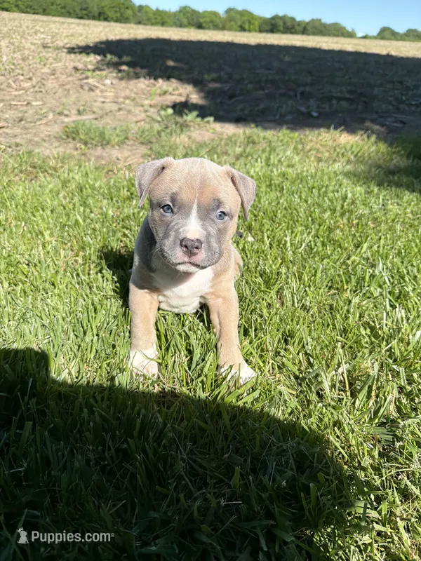 Mary Jane – American Bully puppy for sale in Columbiana, OH