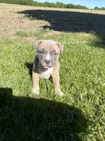 Mary Jane, a female American Bully for sale in Columbiana, OH – 1 of 7