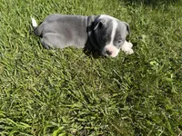 Doobie, a male American Bully for sale in Columbiana, OH – 4 of 7