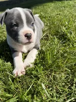 Doobie, a male American Bully for sale in Columbiana, OH – 2 of 7