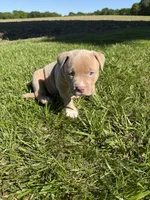 Kush, a male American Bully for sale in Columbiana, OH – 2 of 7