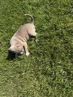 Mary Jane, a female American Bully for sale in Columbiana, OH – 5 of 7