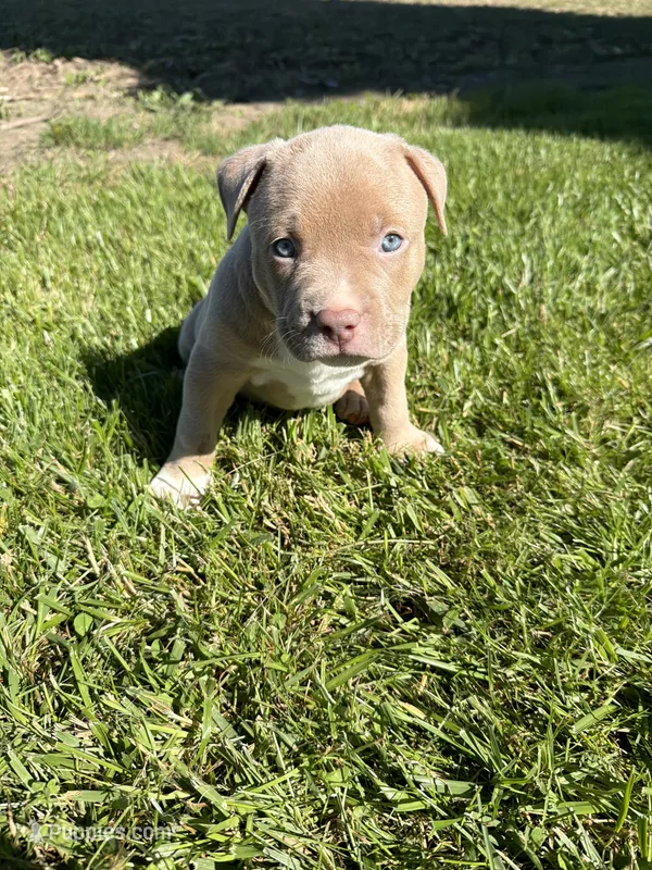 Kush – American Bully puppy for sale in Columbiana, OH