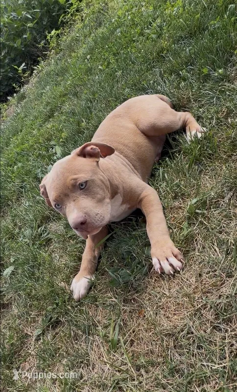 Kush – American Bully puppy for sale in Columbiana, OH