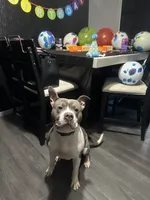 Mary Jane, a female American Bully for sale in Columbiana, OH – 6 of 7