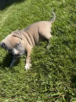Mary Jane, a female American Bully for sale in Columbiana, OH – 4 of 7