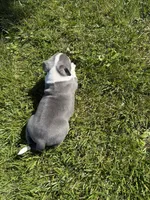 Doobie, a male American Bully for sale in Columbiana, OH – 5 of 7