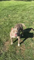 Mary Jane, a female American Bully for sale in Columbiana, OH – 7 of 7