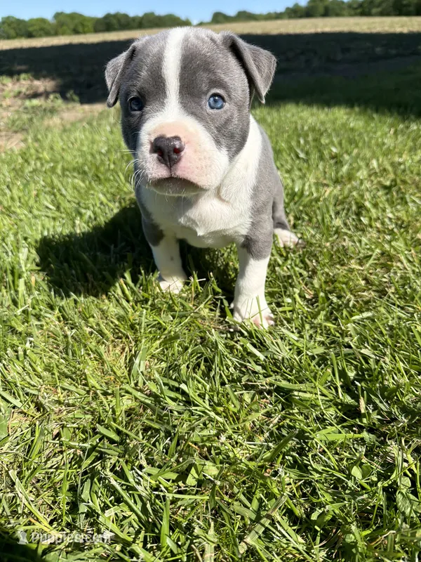 Doobie – American Bully puppy for sale in Columbiana, OH