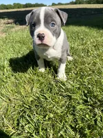 Doobie, a male American Bully for sale in Columbiana, OH – 1 of 7