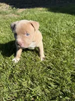 Kush, a male American Bully for sale in Columbiana, OH – 4 of 7