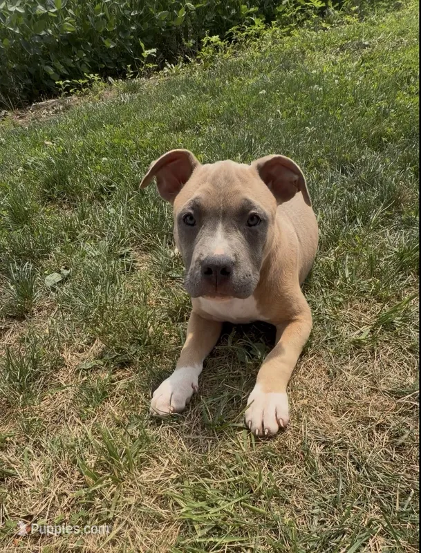 Mary Jane – American Bully puppy for sale in Columbiana, OH