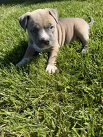 Mary Jane, a female American Bully for sale in Columbiana, OH – 2 of 7
