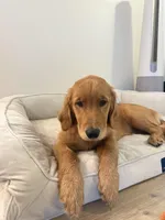 Maggie, a female Golden Retriever for sale in Layton, UT – Photo 2 of 3