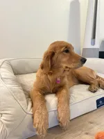 Maggie, a female Golden Retriever for sale in Layton, UT – Photo 1 of 3